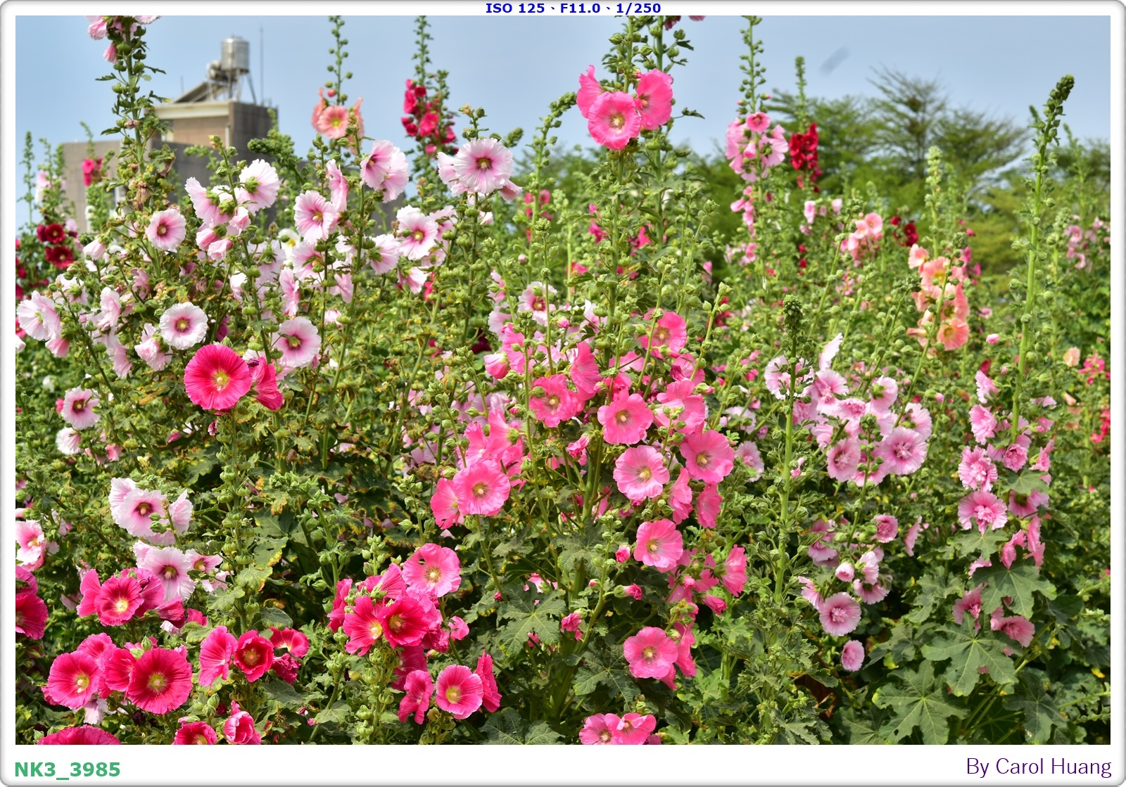 【旅拍】250406-D5600+60/F2.8 MICRO