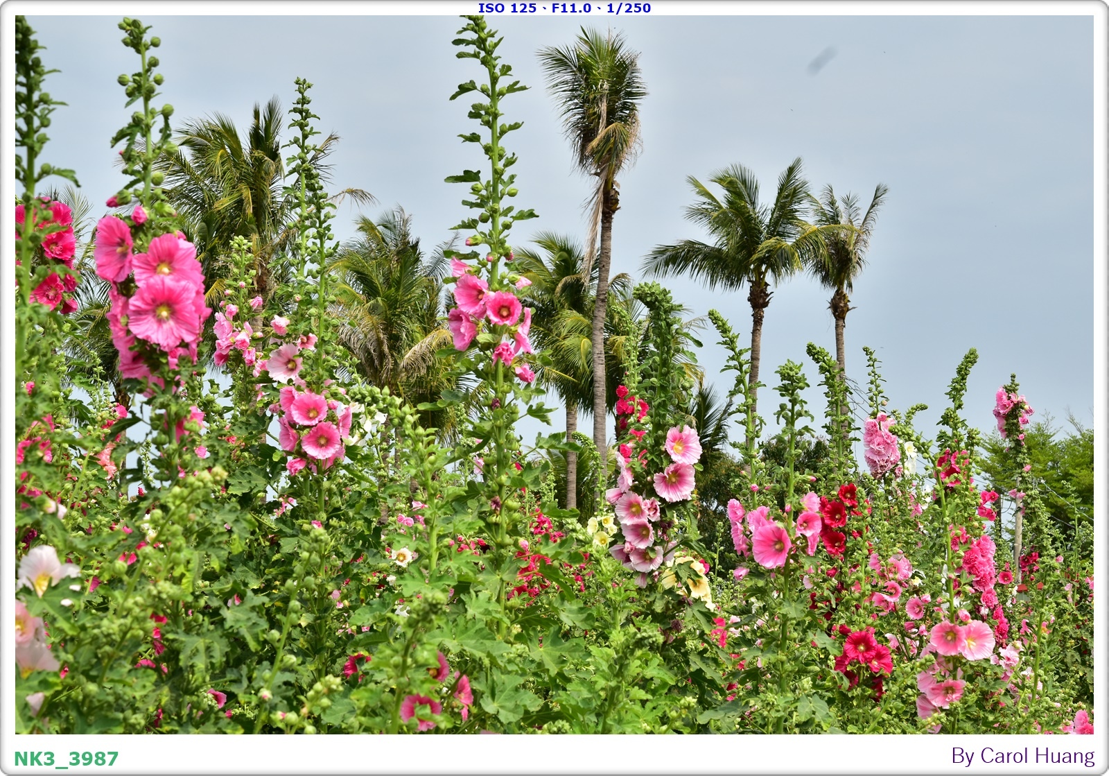 【旅拍】250406-D5600+60/F2.8 MICRO