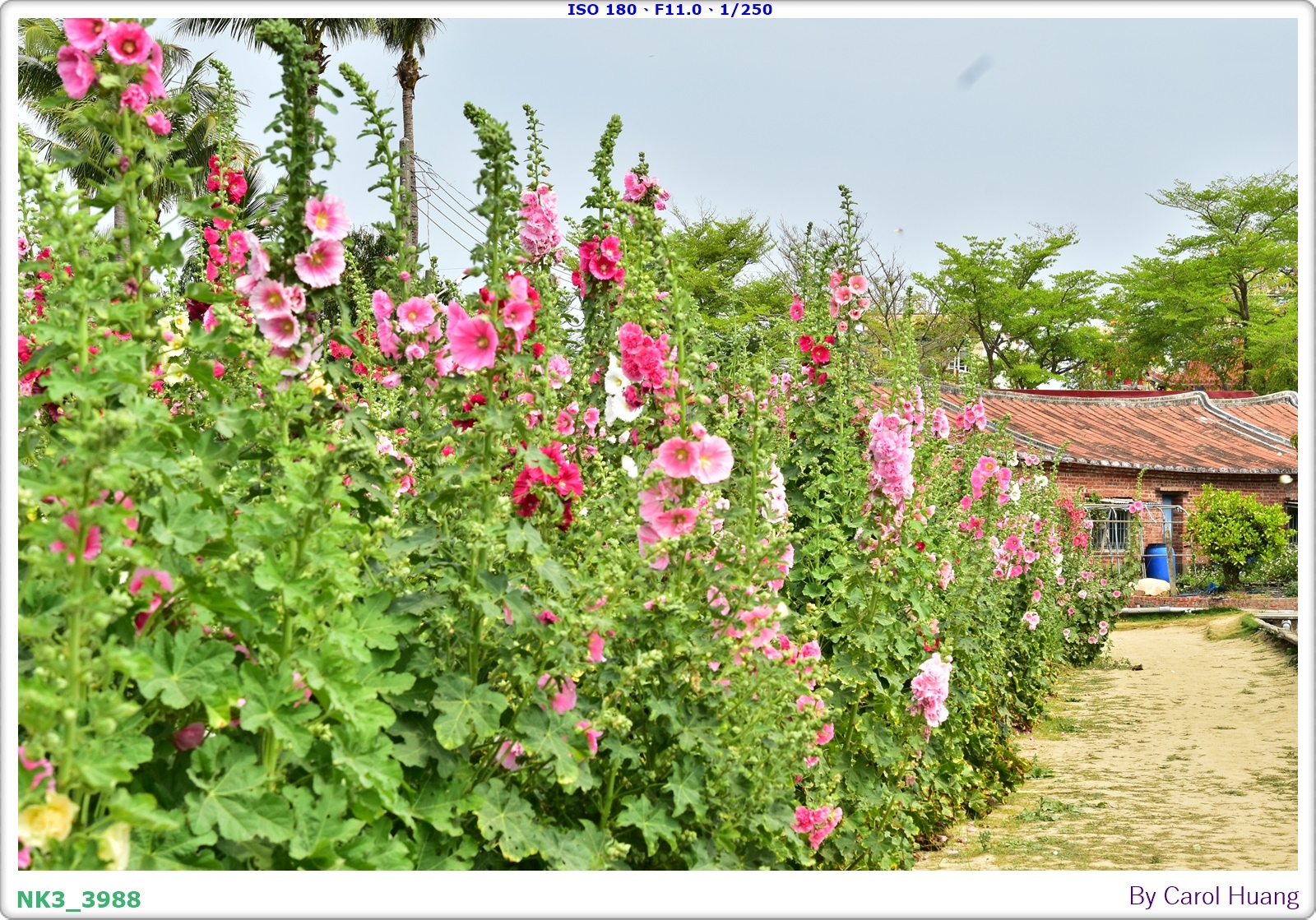 【旅拍】250406-D5600+60/F2.8 MICRO