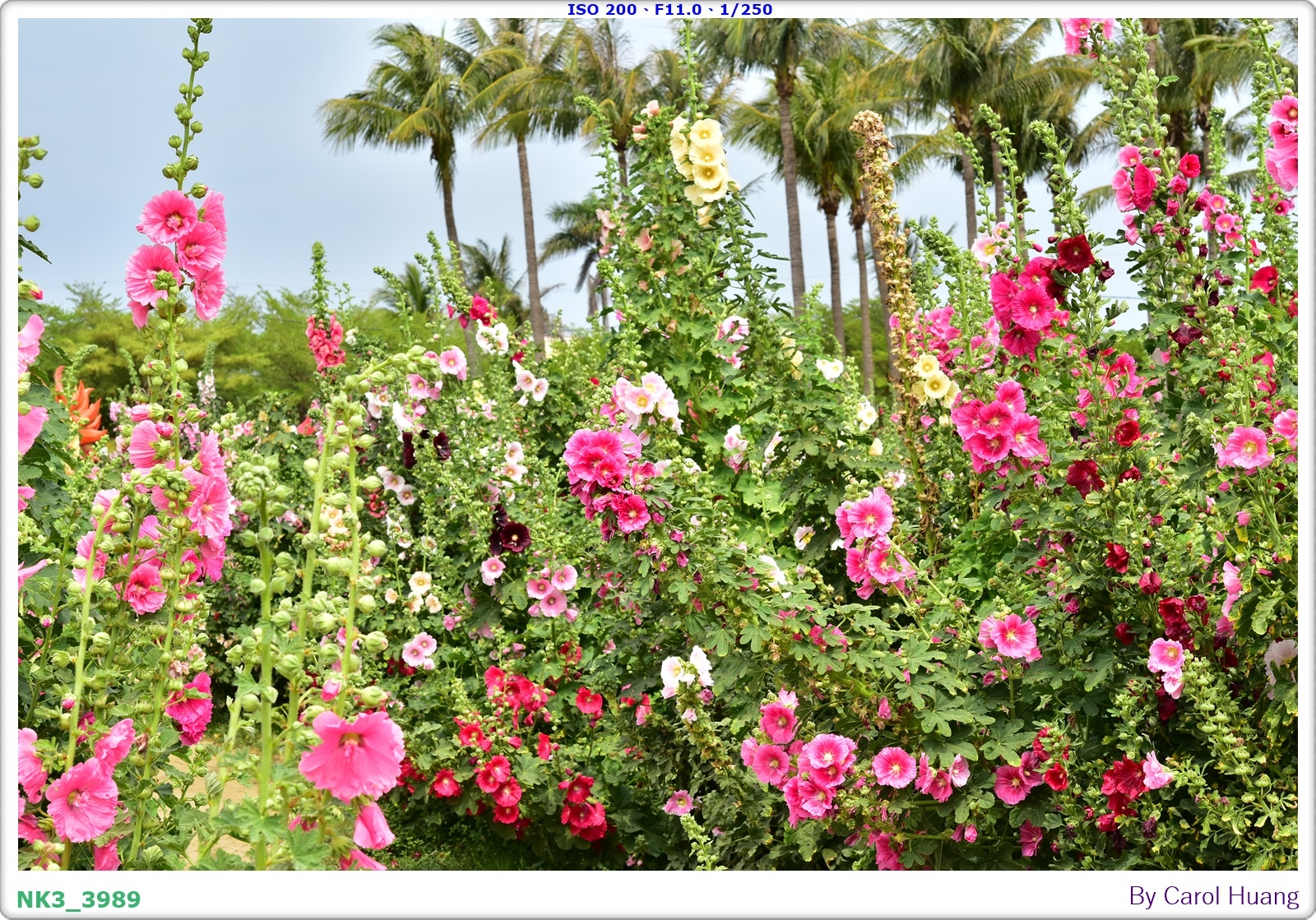 【旅拍】250406-D5600+60/F2.8 MICRO