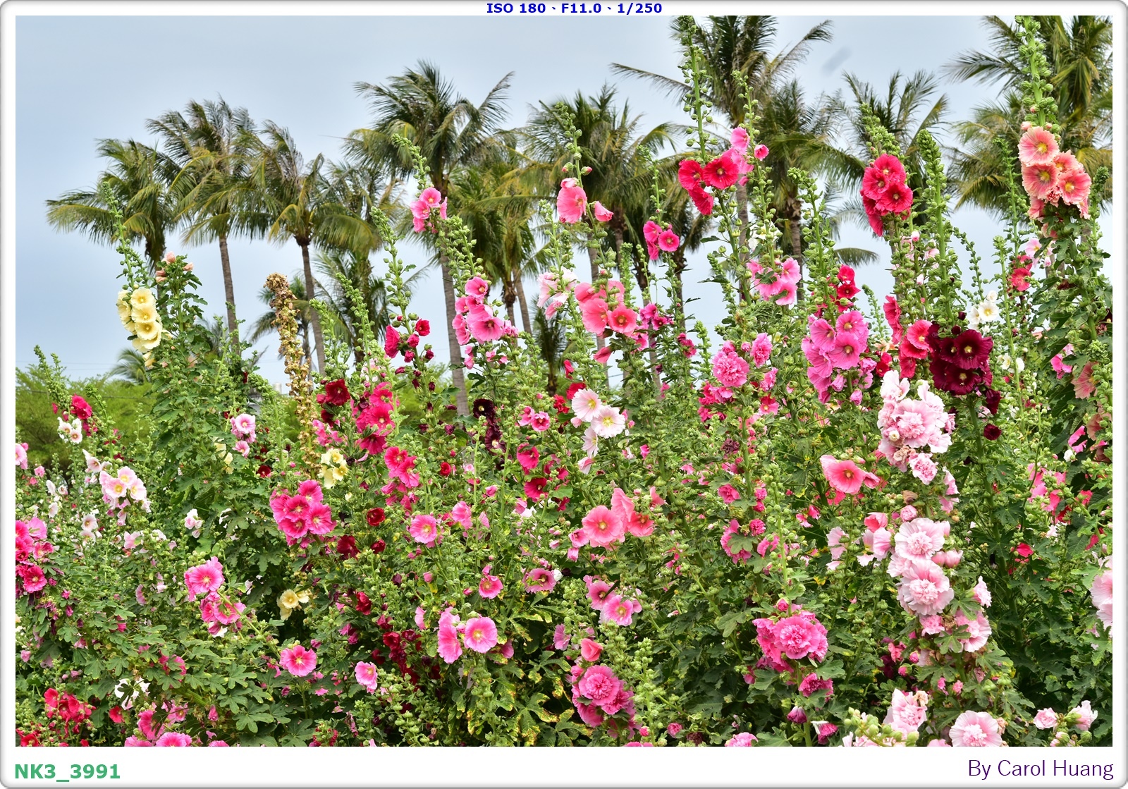 【旅拍】250406-D5600+60/F2.8 MICRO
