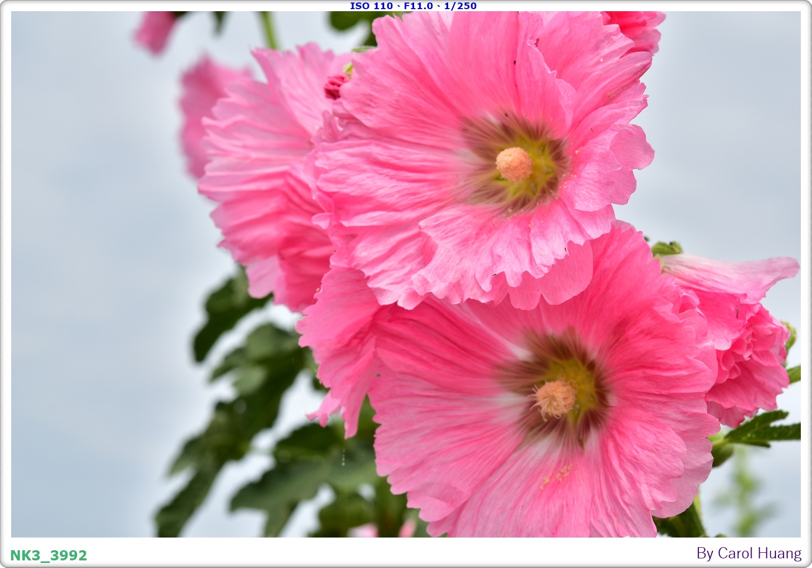 【旅拍】250406-D5600+60/F2.8 MICRO