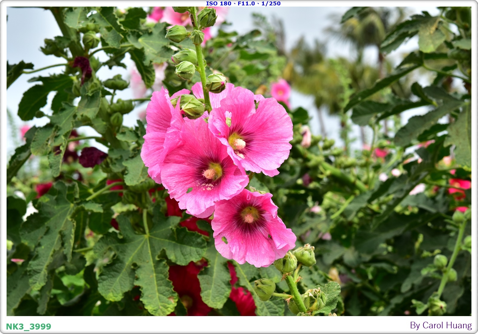 【旅拍】250406-D5600+60/F2.8 MICRO