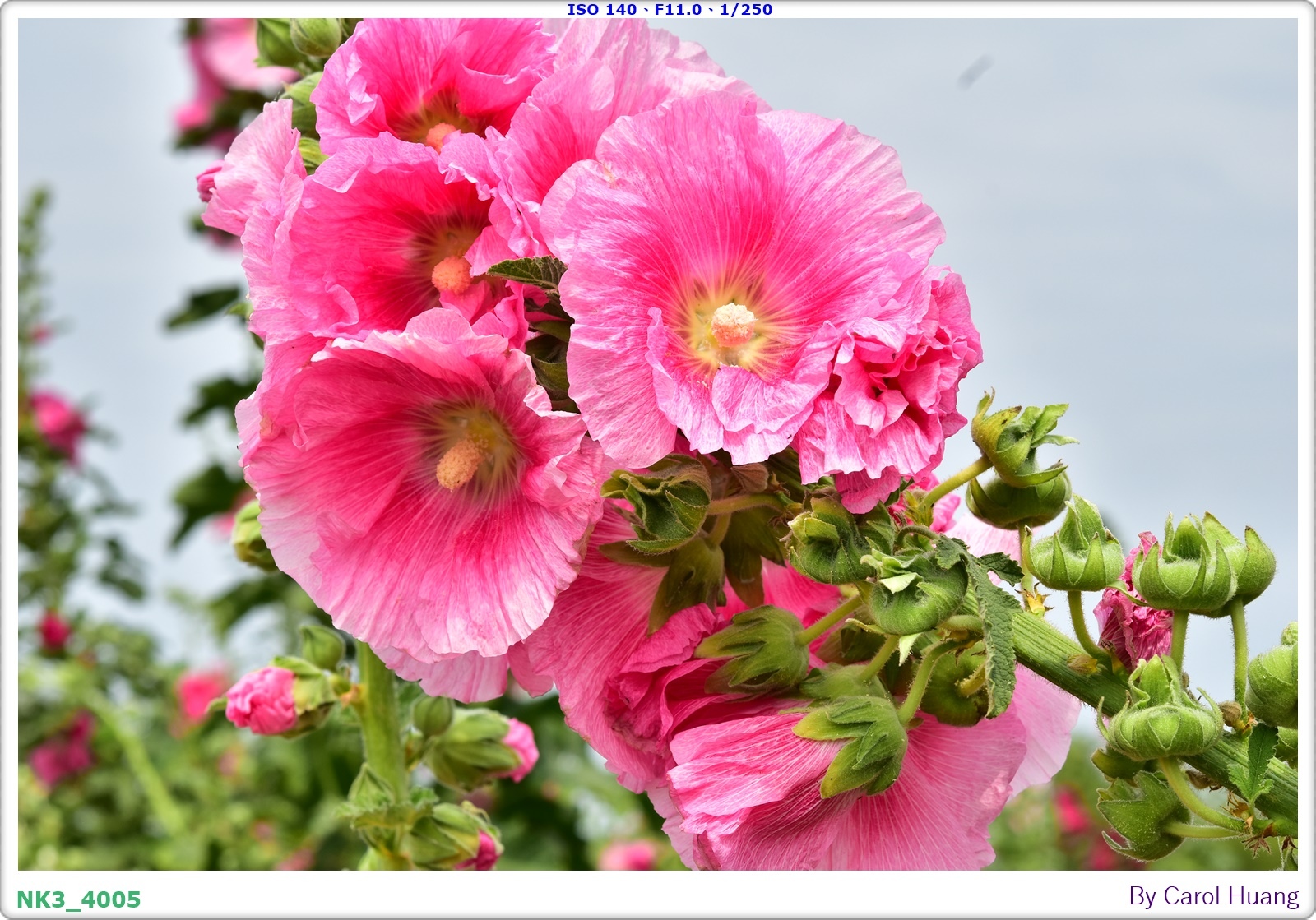 【旅拍】250406-D5600+60/F2.8 MICRO