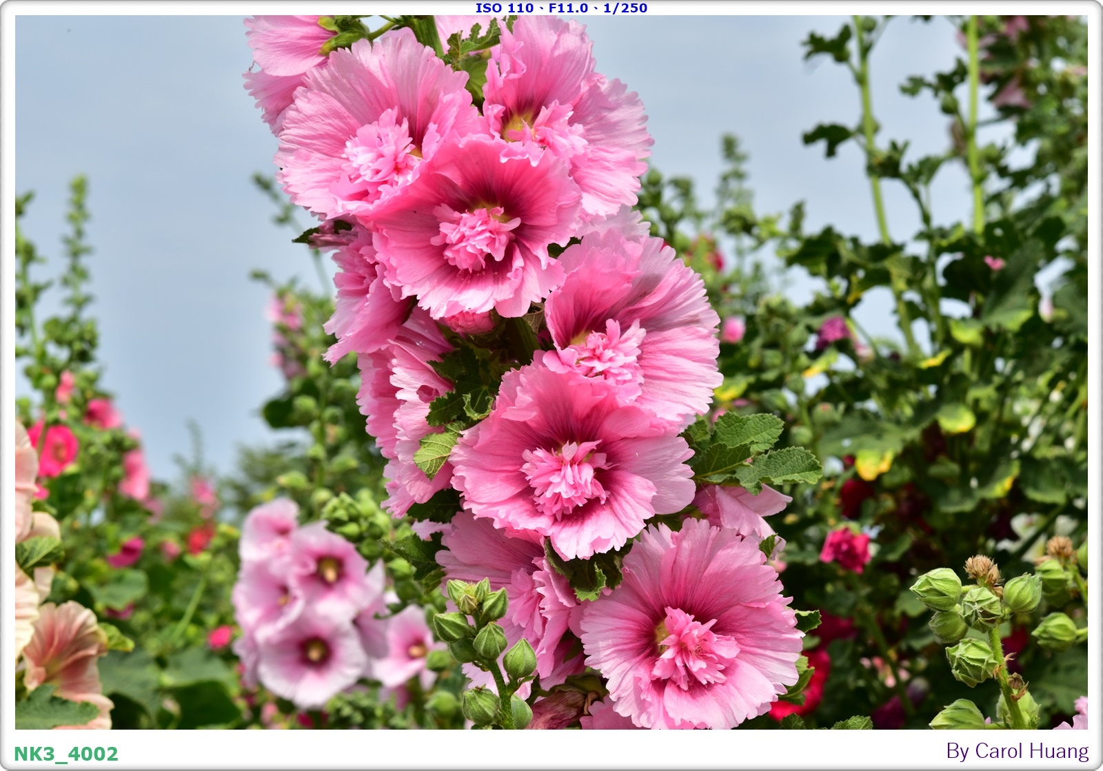 【旅拍】250406-D5600+60/F2.8 MICRO