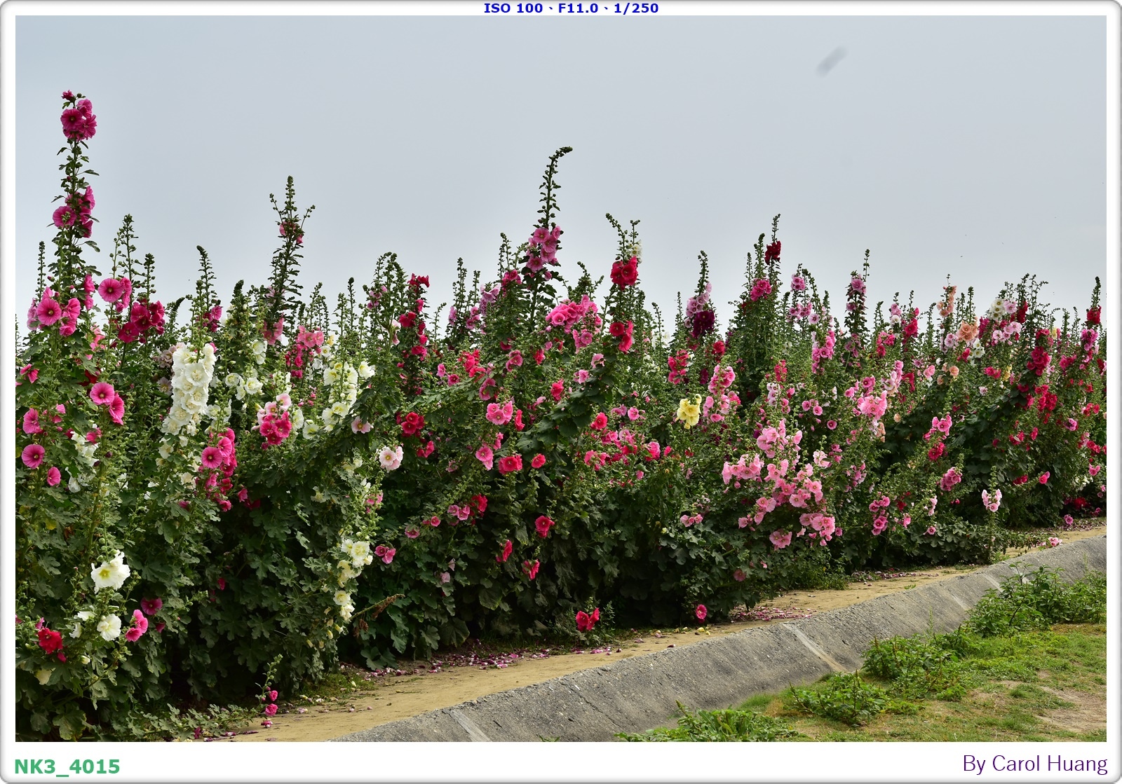 【旅拍】250406-D5600+60/F2.8 MICRO