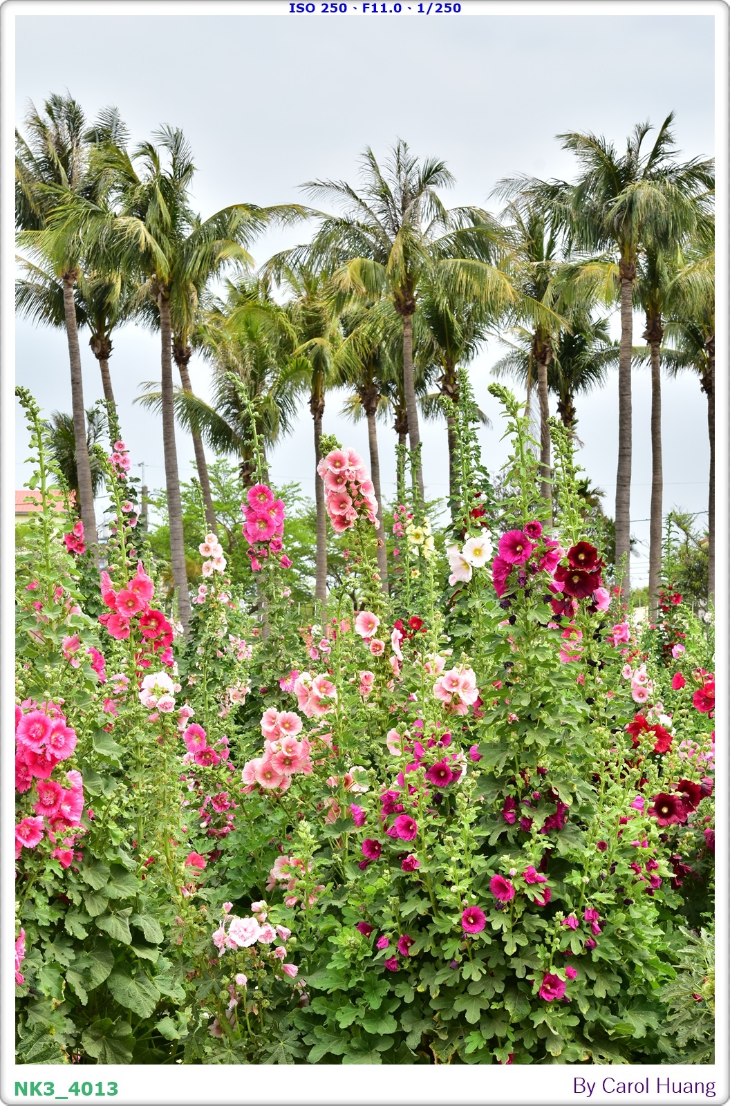 【旅拍】250406-D5600+60/F2.8 MICRO