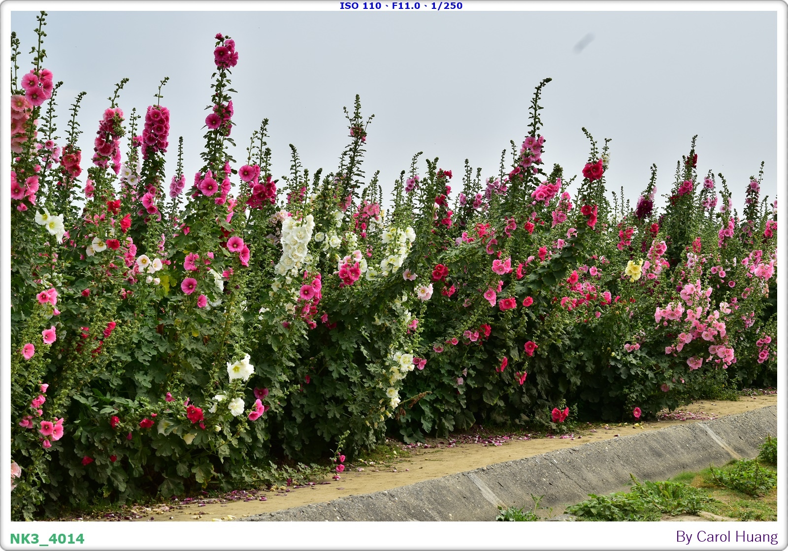 【旅拍】250406-D5600+60/F2.8 MICRO