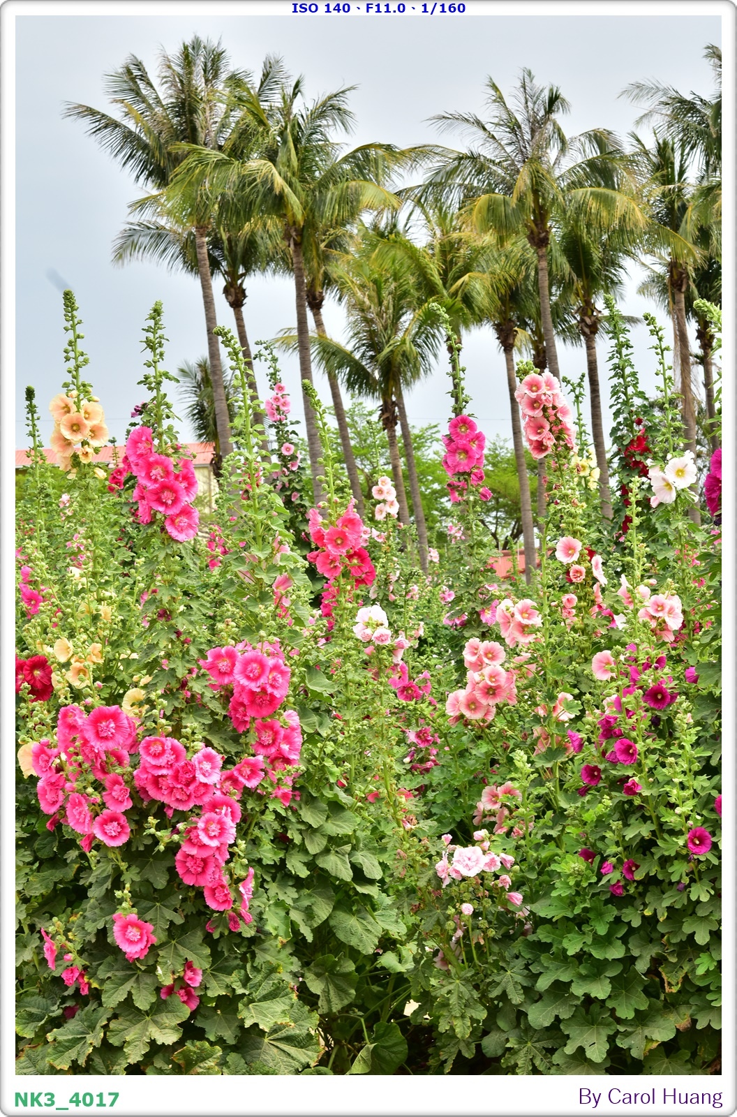【旅拍】250406-D5600+60/F2.8 MICRO