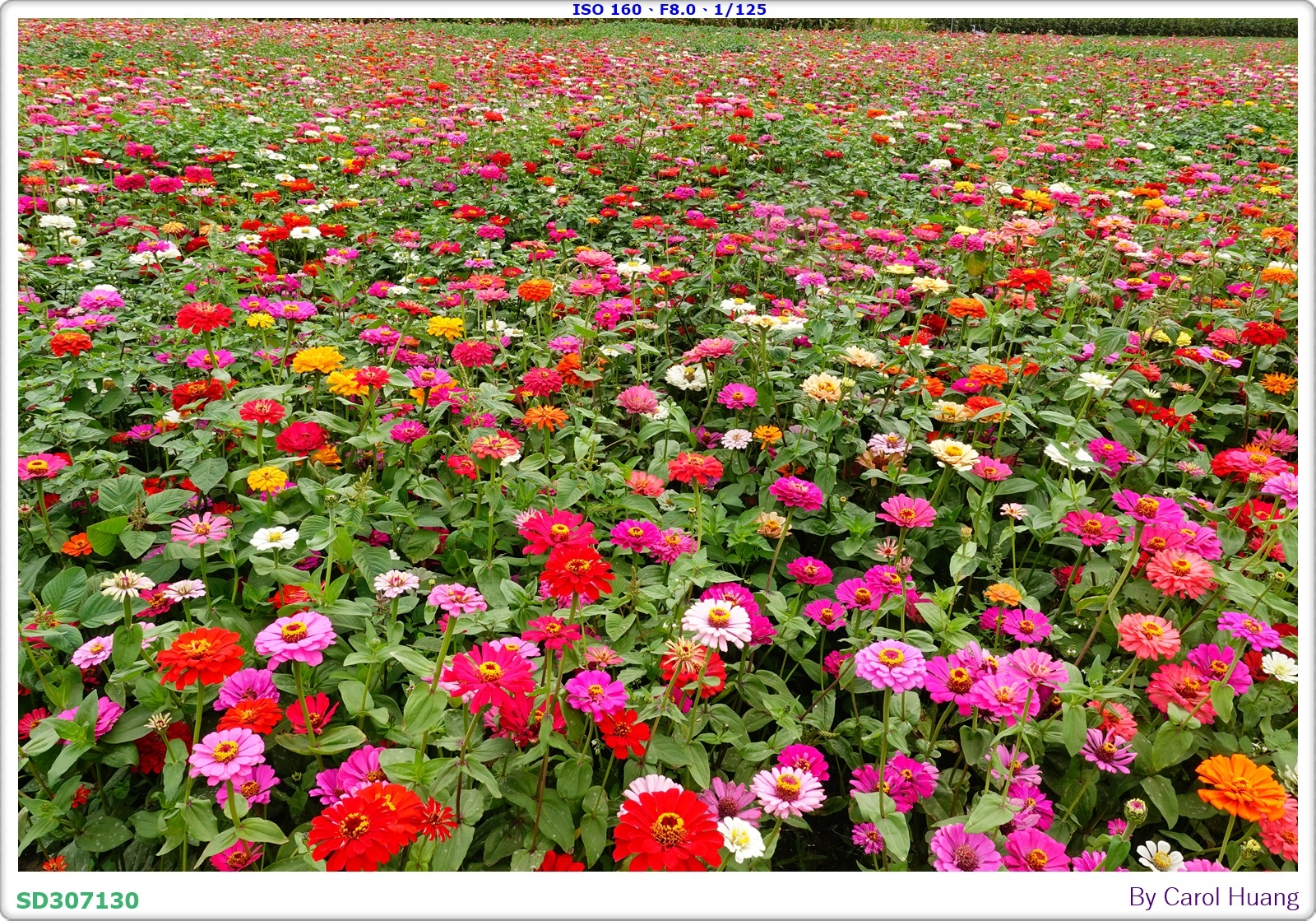 【旅拍】250406-D5600+60/F2.8 MICRO