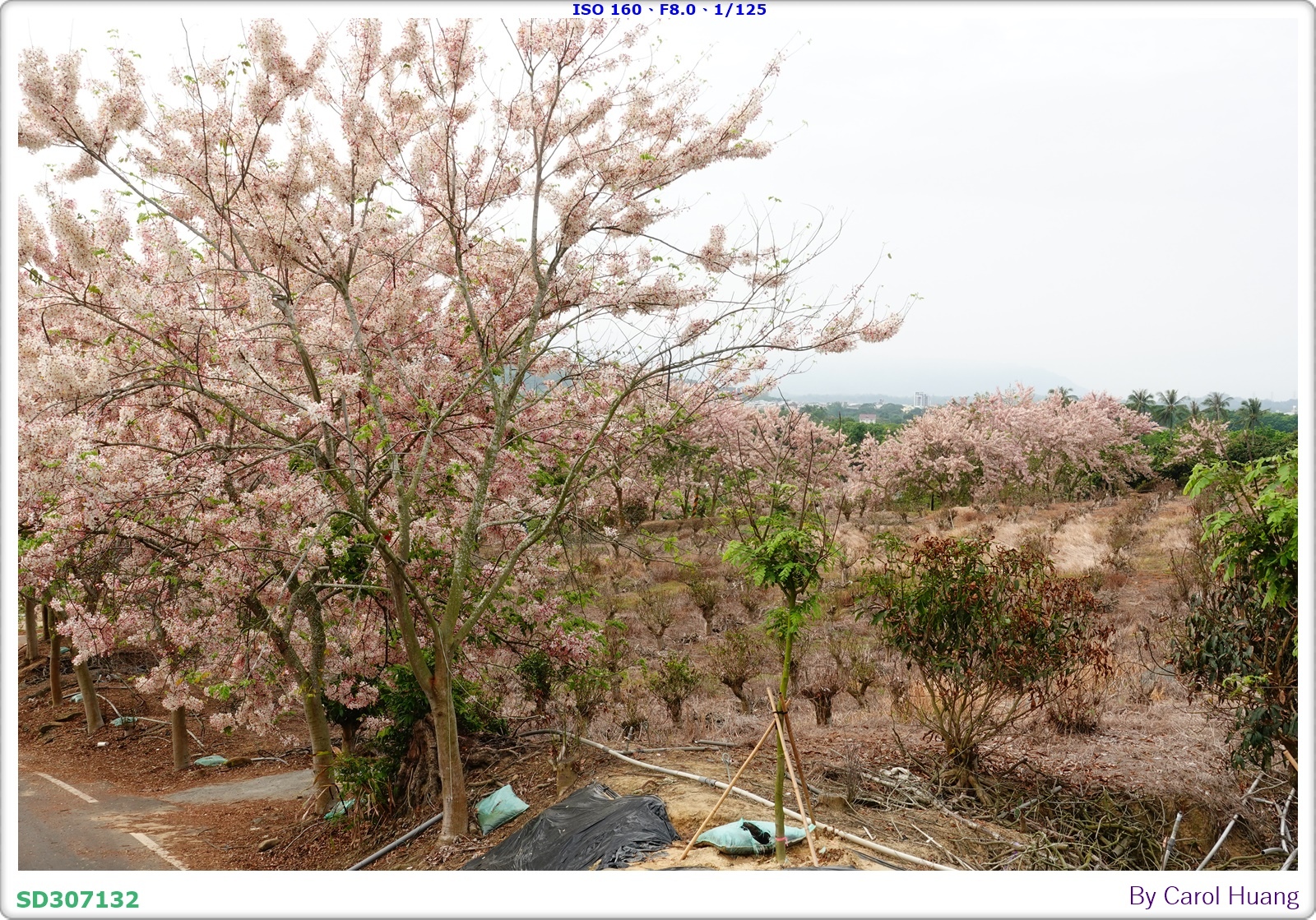 【旅拍】250419-RX100M5A「台南玉井～玥園思親步