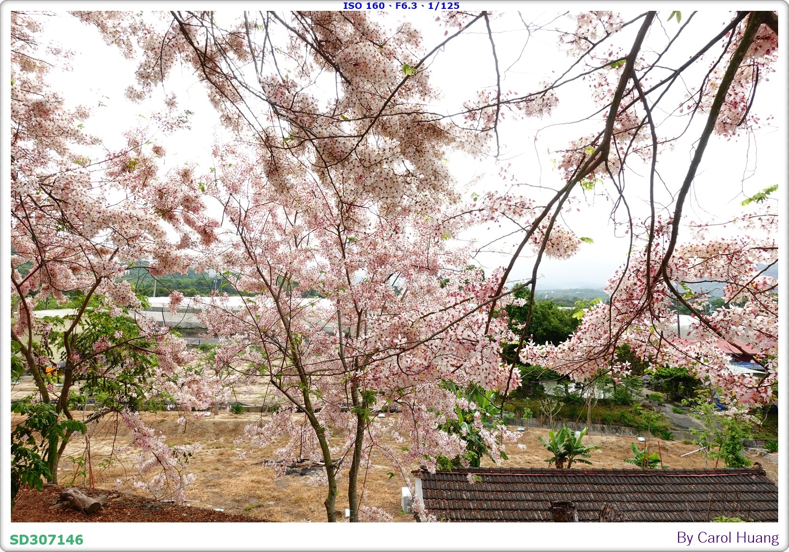 【旅拍】250419-RX100M5A「台南玉井～玥園思親步