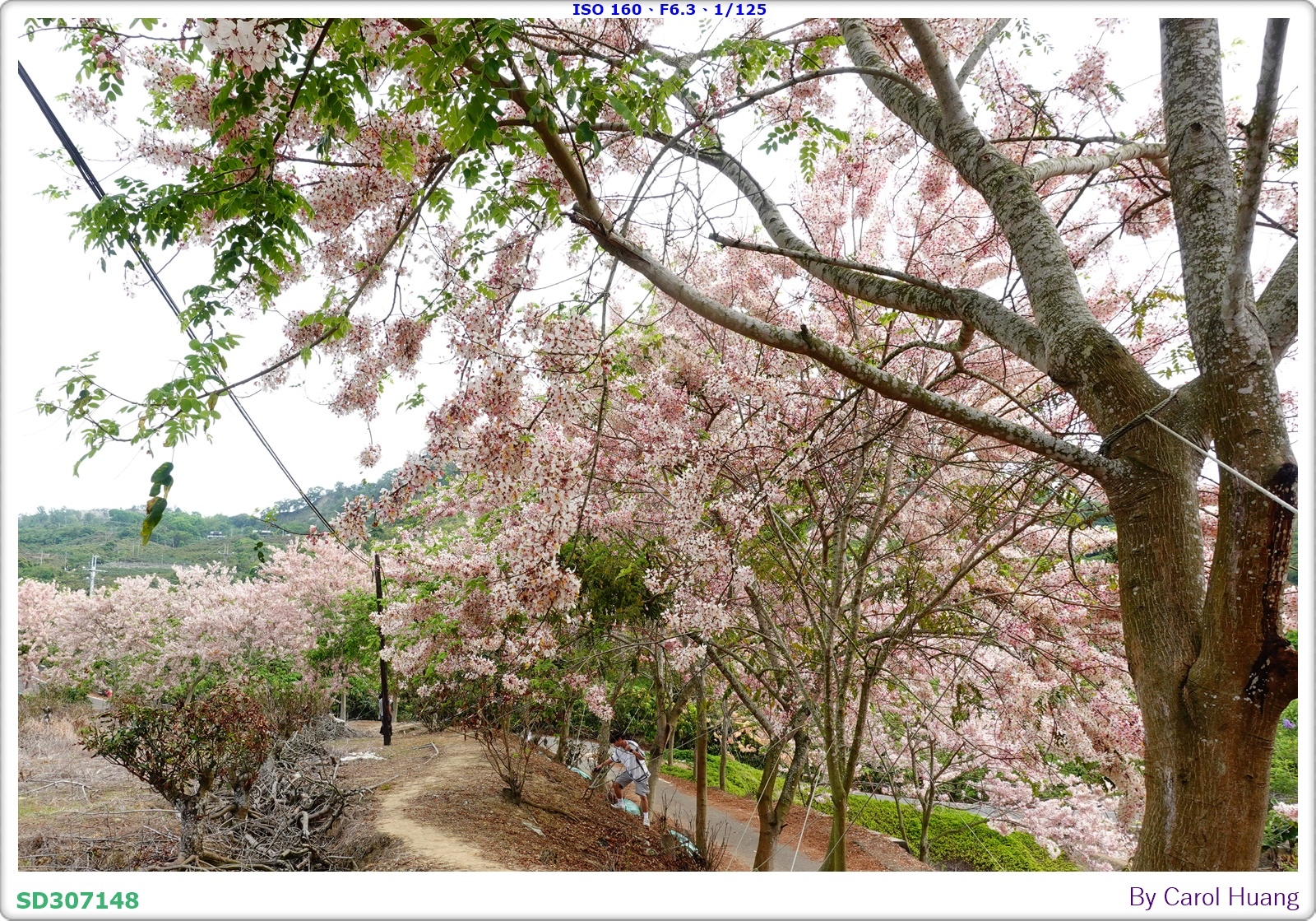 【旅拍】250419-RX100M5A「台南玉井～玥園思親步