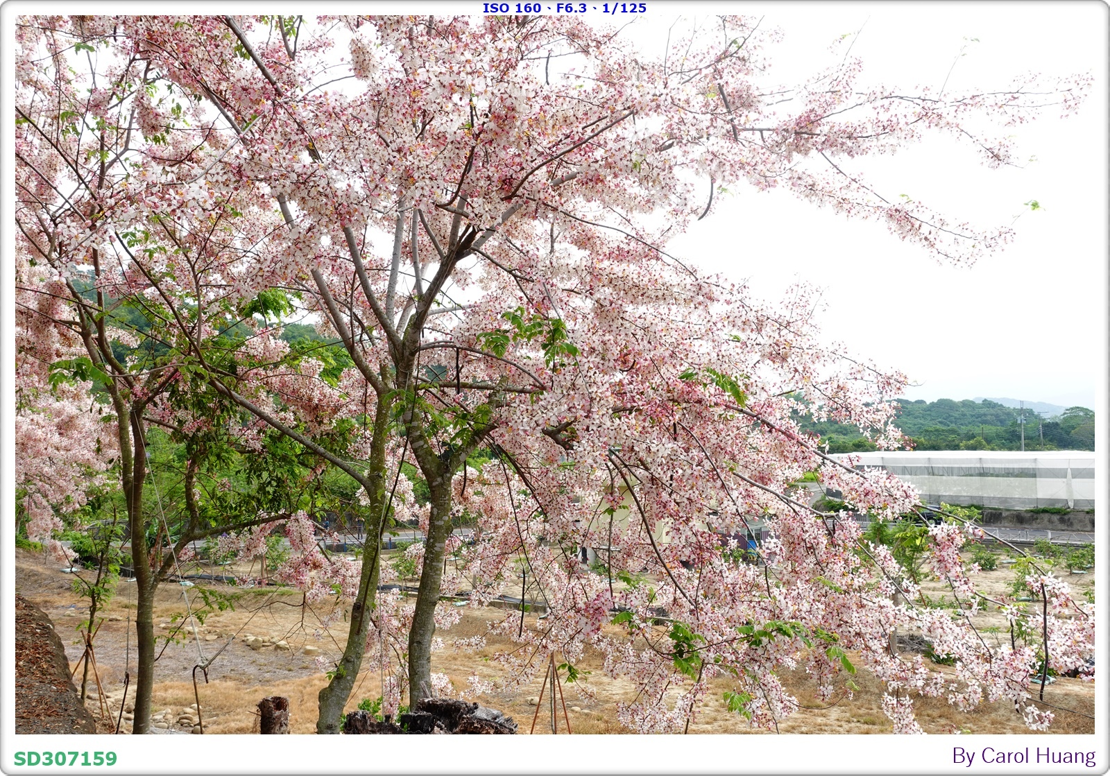 【旅拍】250419-RX100M5A「台南玉井～玥園思親步
