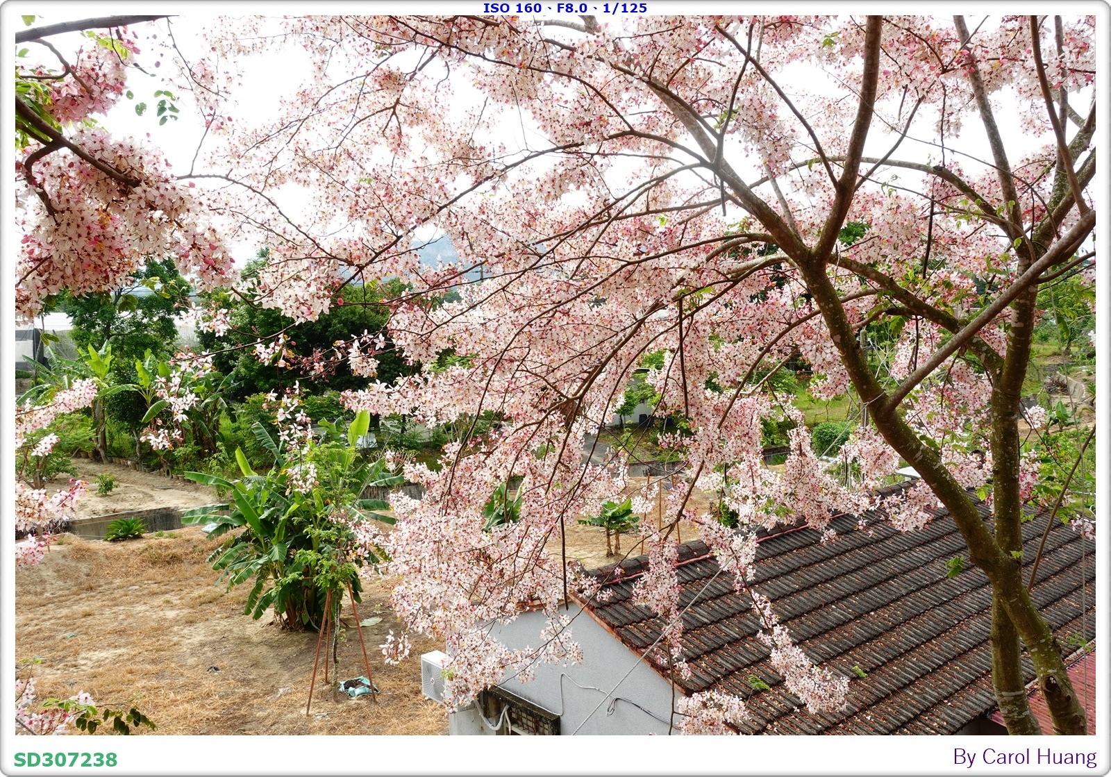 【旅拍】250419-RX100M5A「台南玉井～玥園思親步