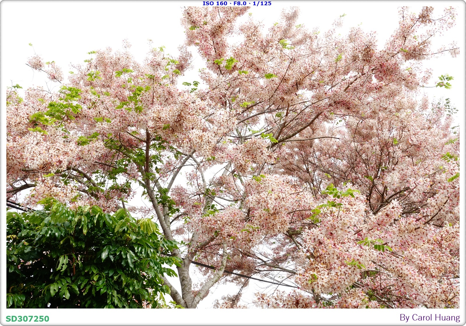 【旅拍】250419-RX100M5A「台南玉井～玥園思親步