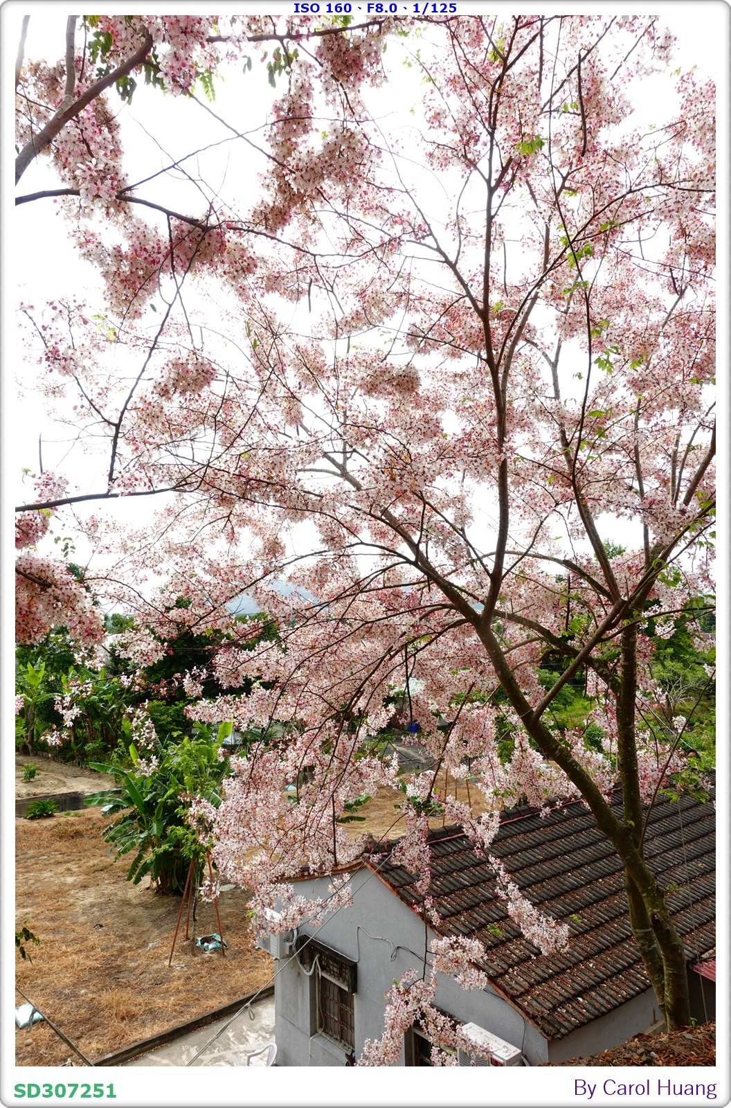 【旅拍】250419-RX100M5A「台南玉井～玥園思親步