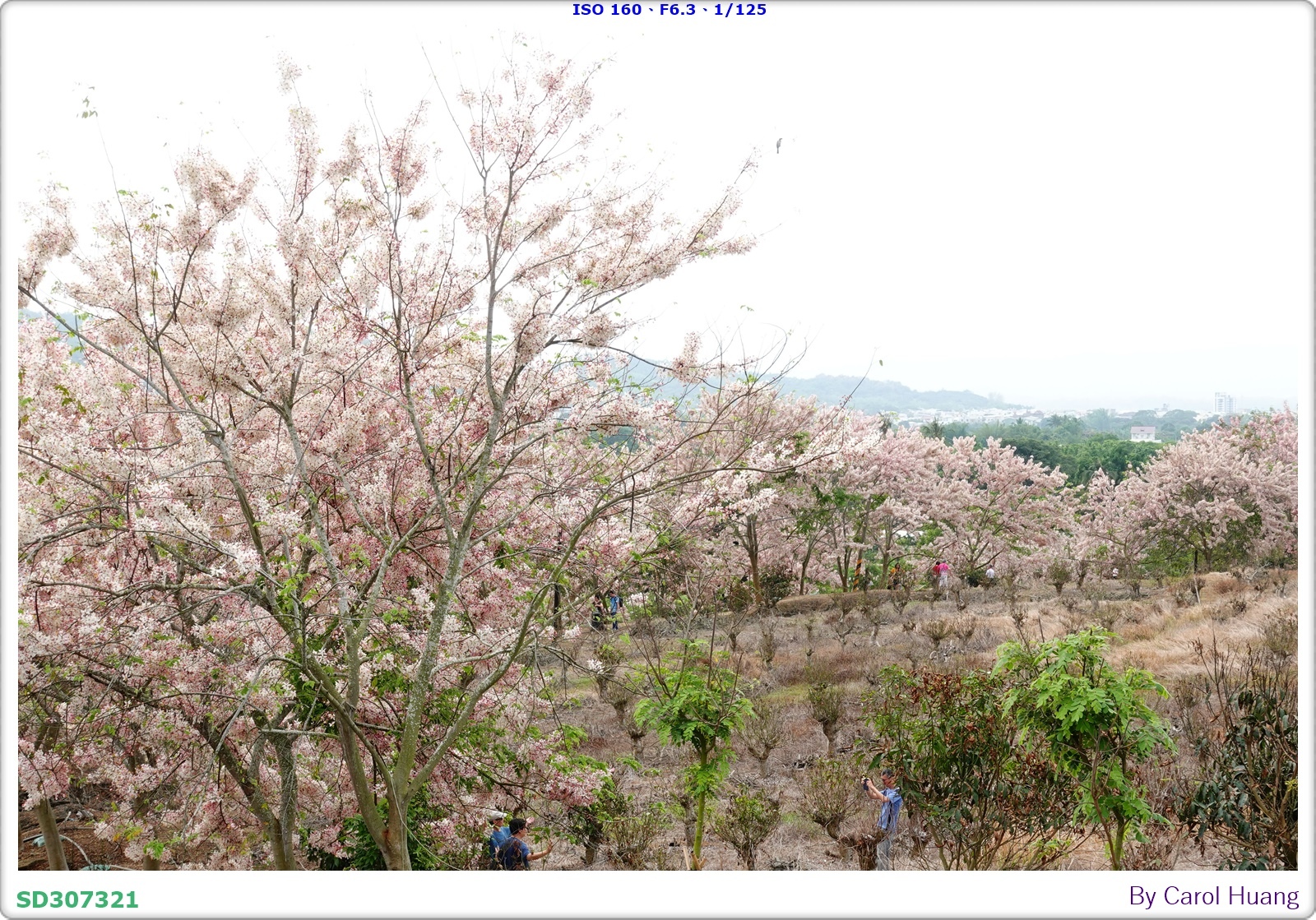 【旅拍】250419-RX100M5A「台南玉井～玥園思親步