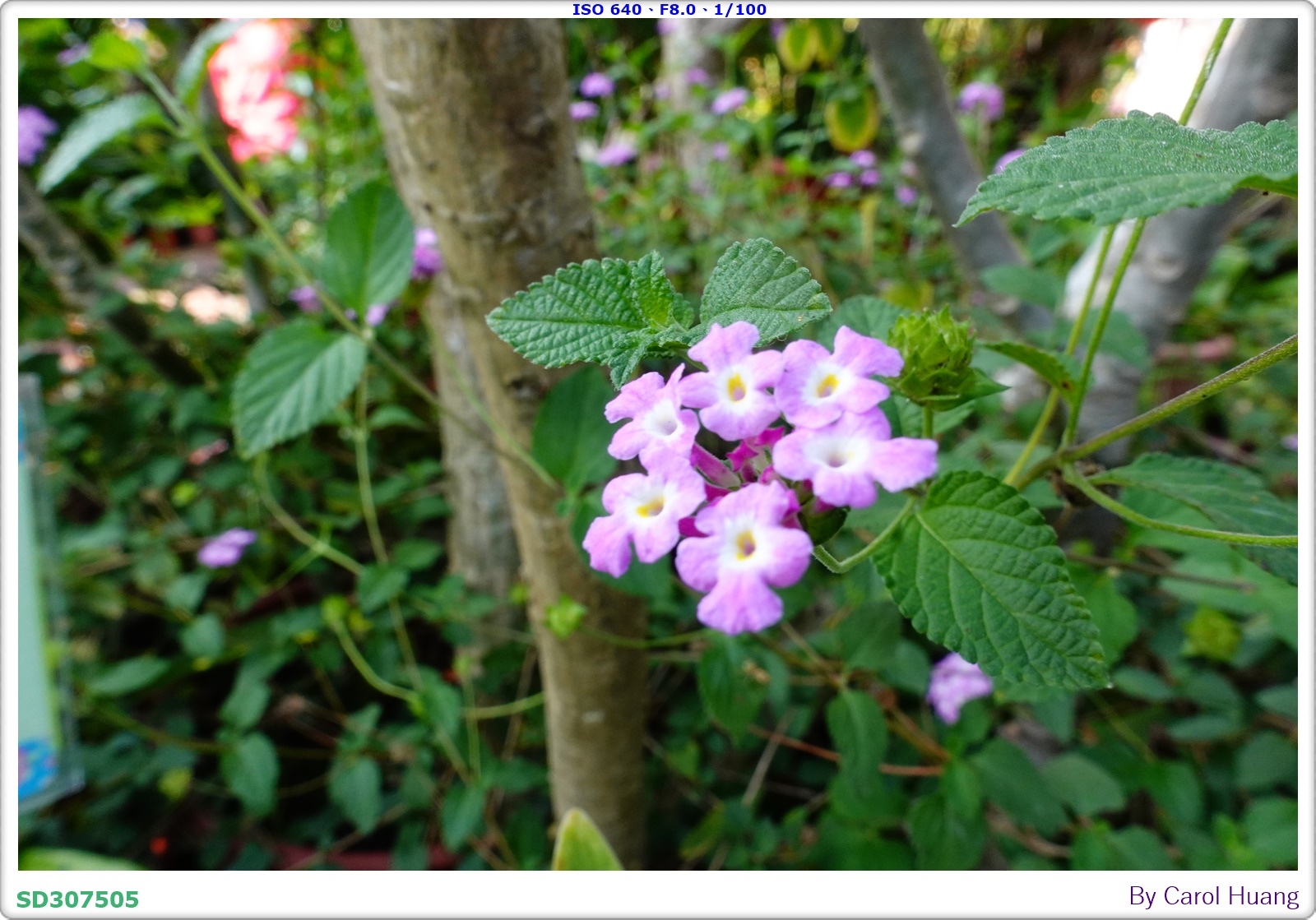 【旅拍】250501-RX100M5A「高雄美濃～美濃民俗村
