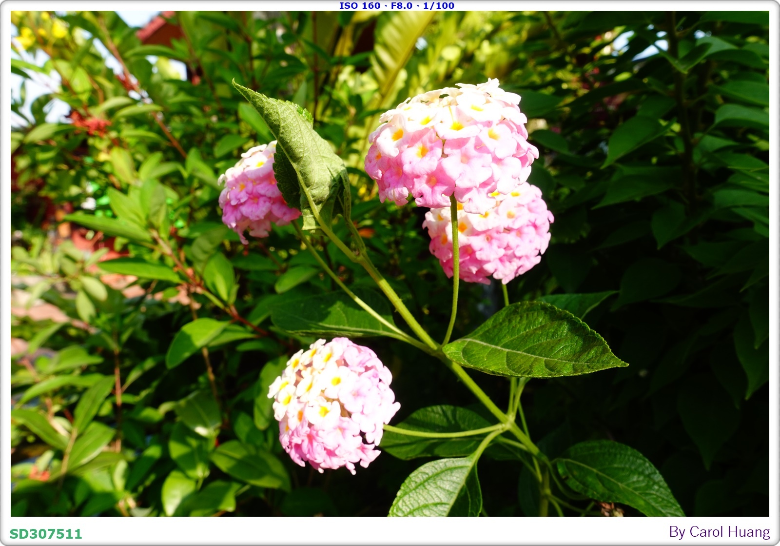 【旅拍】250501-RX100M5A「高雄美濃～美濃民俗村