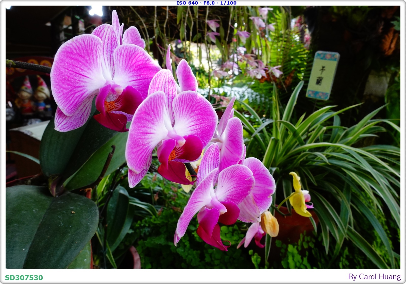 【旅拍】250501-RX100M5A「高雄美濃～美濃民俗村