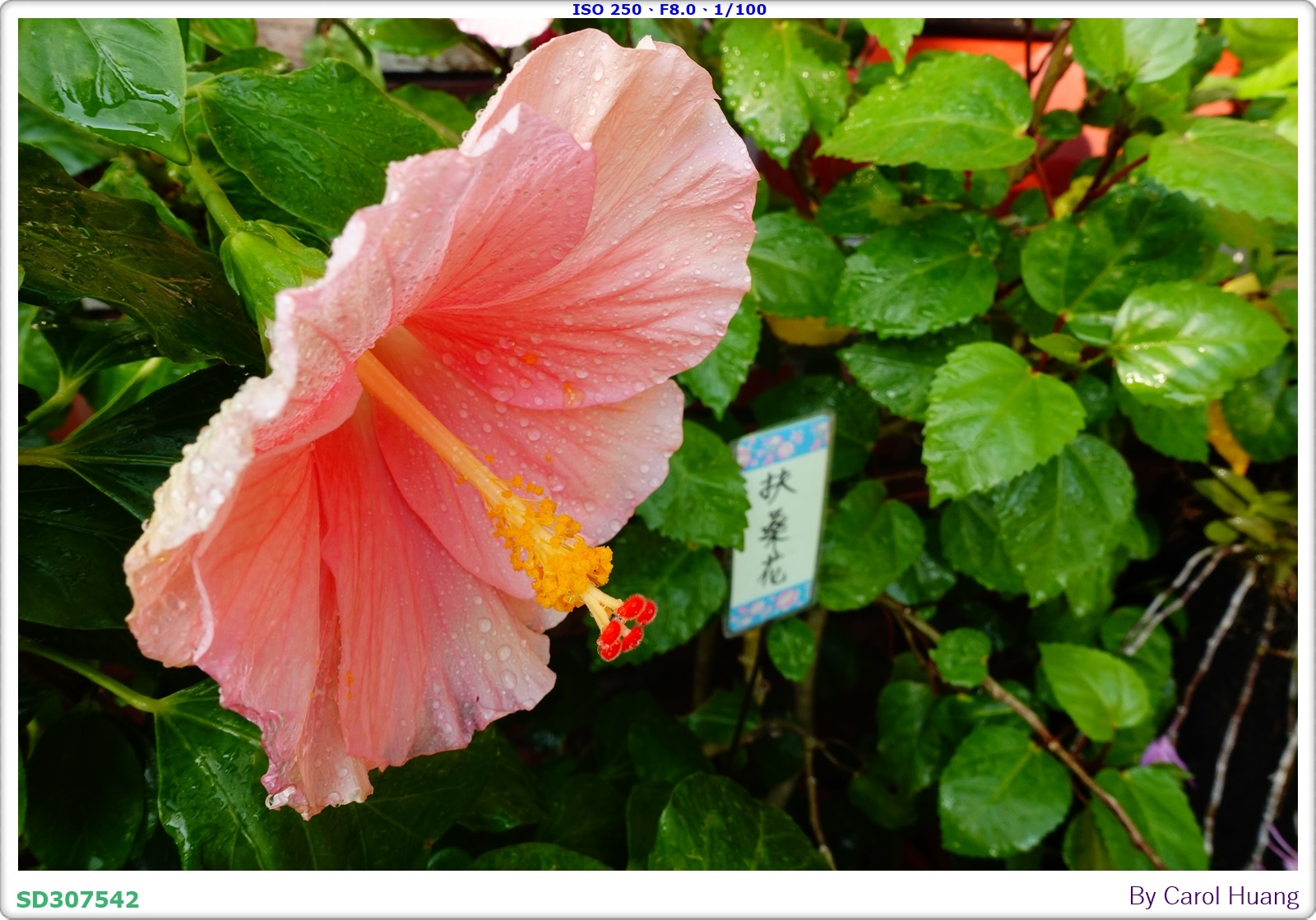 【旅拍】250501-RX100M5A「高雄美濃～美濃民俗村