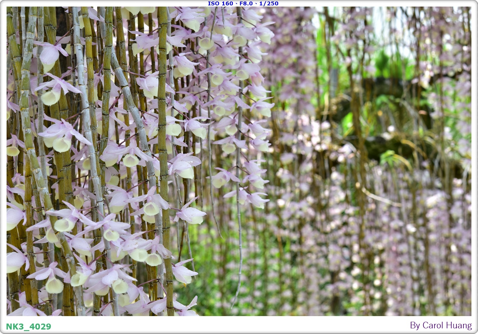 【旅拍】250504-D5600+60/F2.8 MICRO