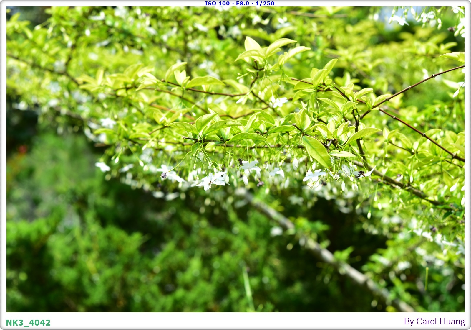 【旅拍】250504-D5600+60/F2.8 MICRO