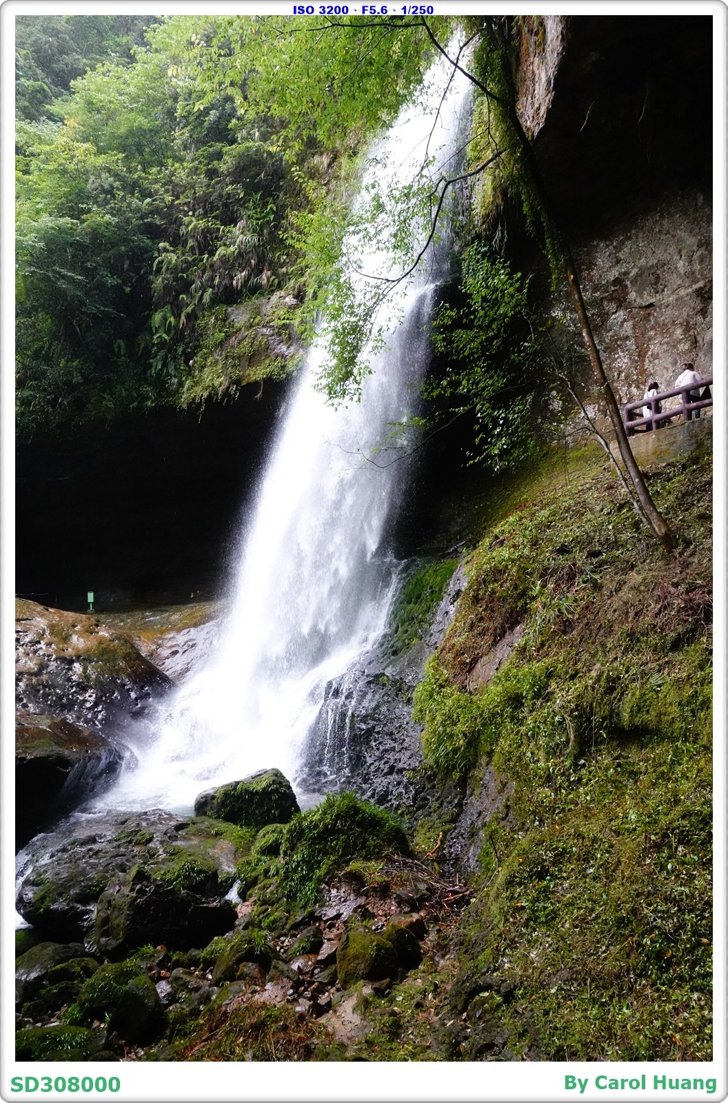 【旅拍】250719-RX100M5A「南投竹山～杉林溪森林