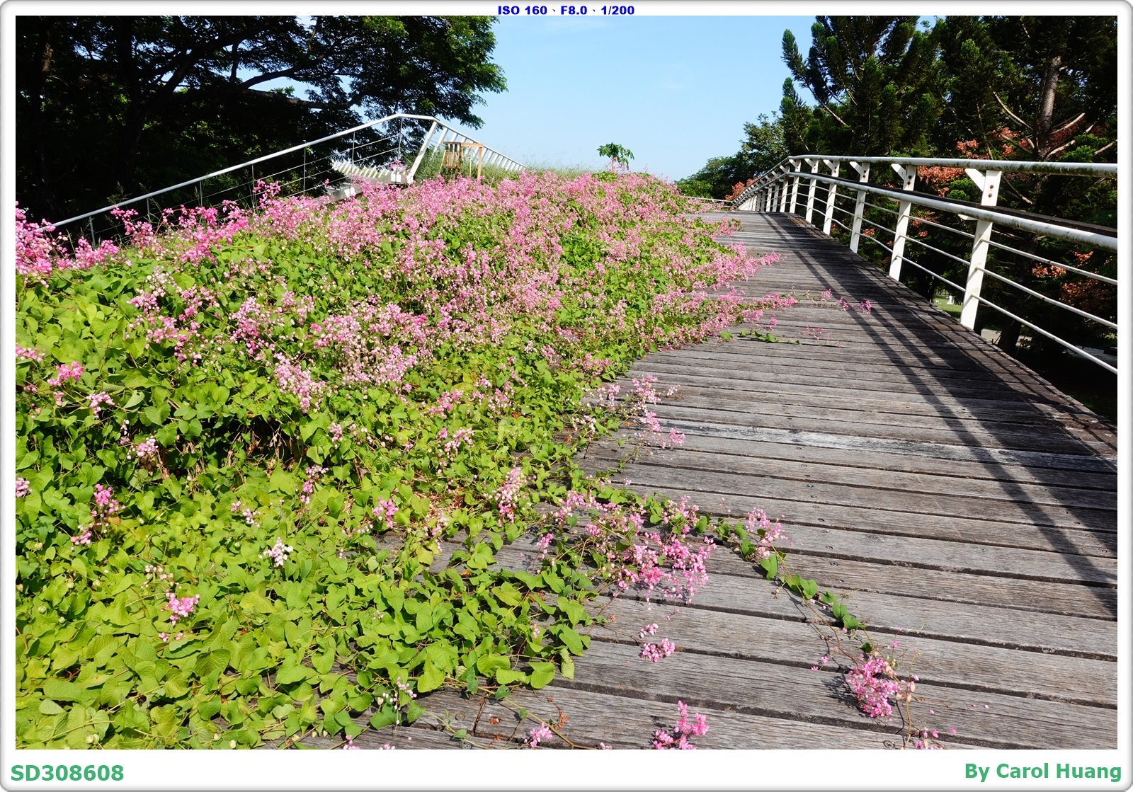 【隨拍】251017-RX100M5A「台南都會公園」