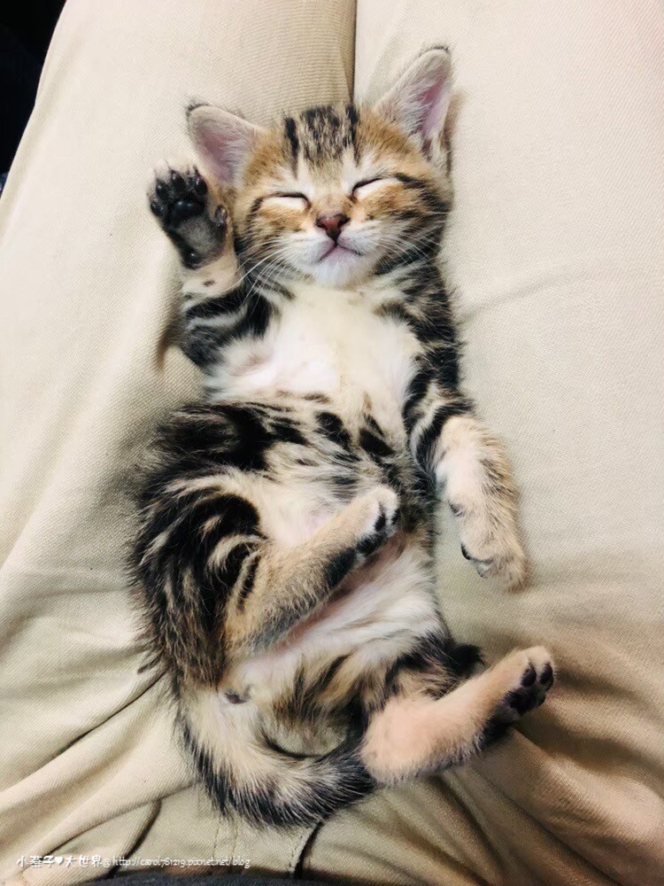 可愛動植物們_190911_0024.jpg 可愛動植物們_190911_0024.jpg