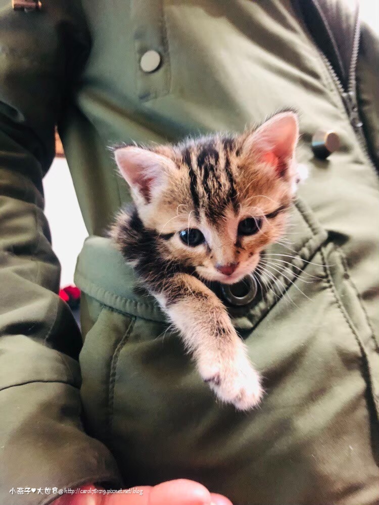 可愛動植物們_190911_0074.jpg 可愛動植物們_190911_0074.jpg