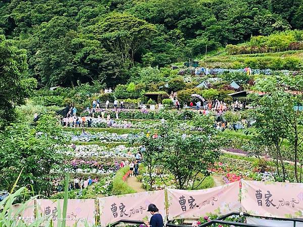 20190602乾媽天賜+繡球花+Hito_200508_0187.jpg