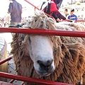 IMG_6091.jpg