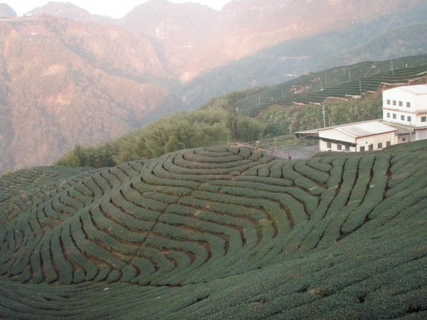 八卦茶園~