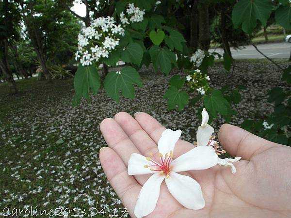 曁南油桐花2