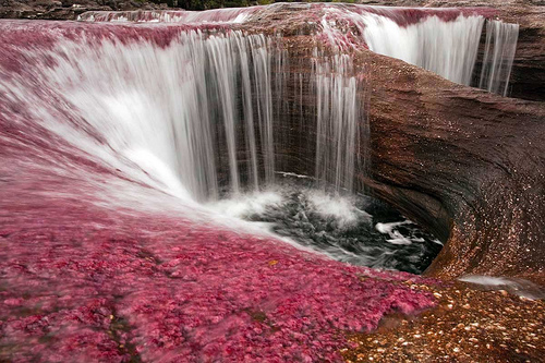 Cano-Cristales-–-the-worlds-most-colourful-river.jpg