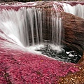 Cano-Cristales-–-the-worlds-most-colourful-river.jpg