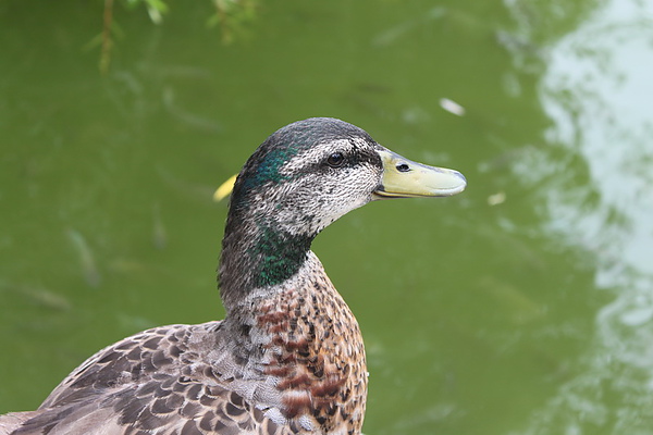 IMG_1955_調整大小.jpg IMG_1955_調整大小.jpg