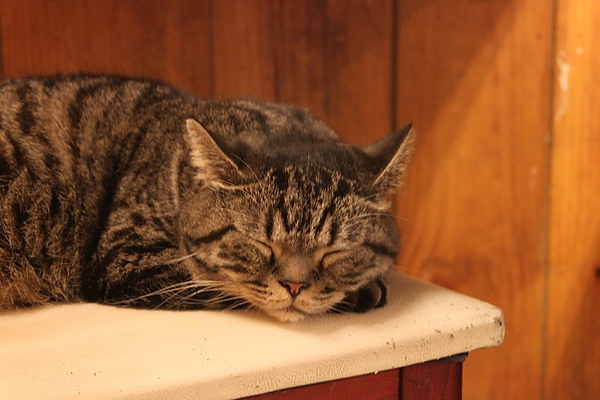 IMG_0171_調整大小.jpg IMG_0171_調整大小.jpg