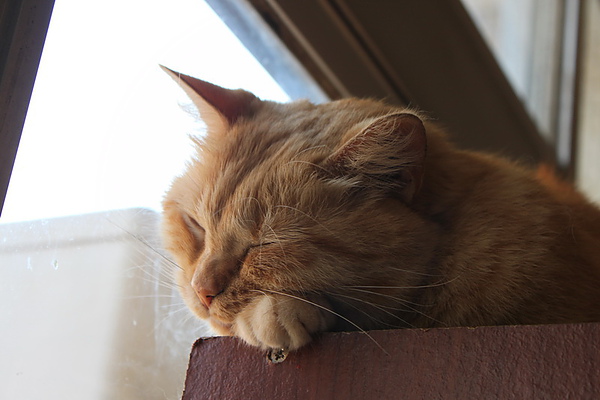 IMG_0150_調整大小.jpg IMG_0150_調整大小.jpg