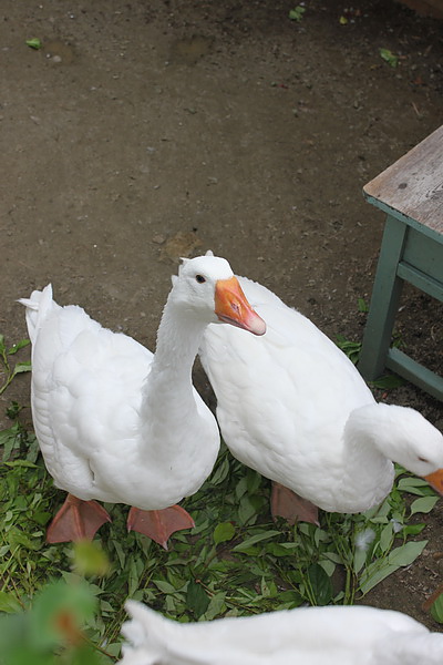 IMG_1918_調整大小.jpg IMG_1918_調整大小.jpg