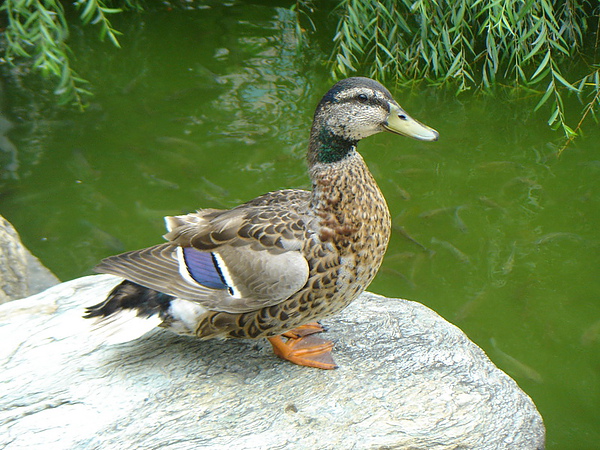 DSC00516_調整大小.JPG DSC00516_調整大小.JPG