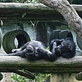 木柵動物園