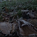 DSCF6009.jpg
