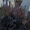 DSCF6010.jpg