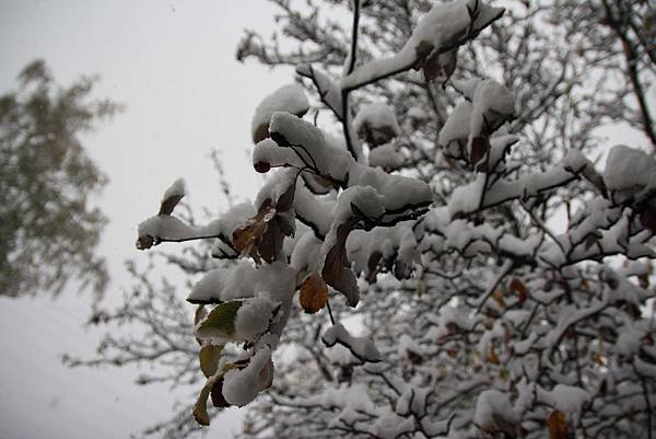 這個雪....