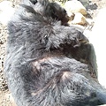 睡死的台灣黑熊...
