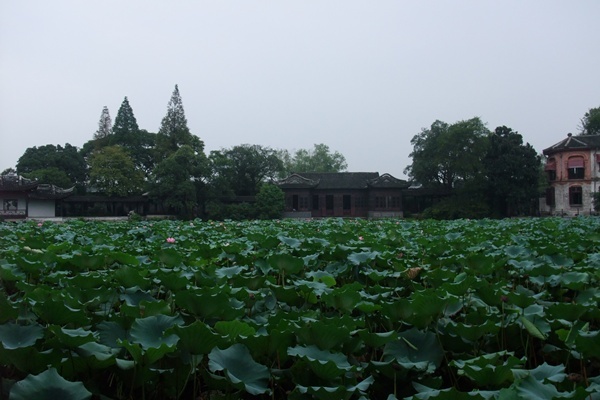 一大片的蓮花池