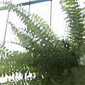 plant_010.jpg